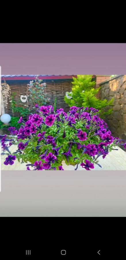 Green House In Batum Dış mekan fotoğraf